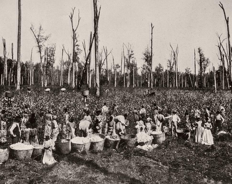 People working on the plantations