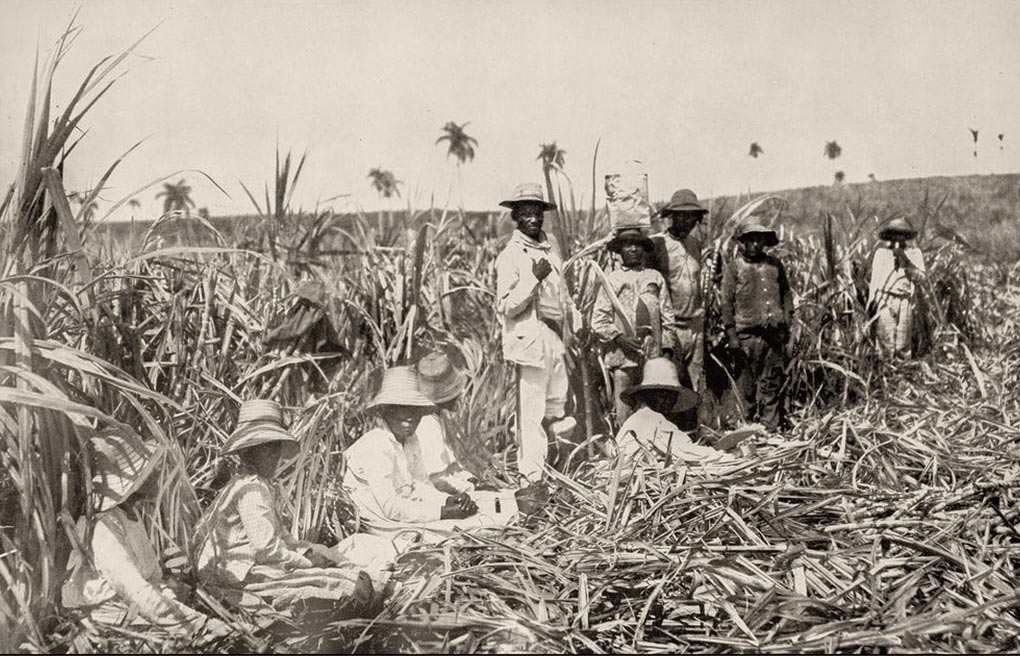 People working on the plantations